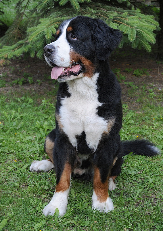 Anton geschoren D31_2473 Kopie.jpg   26.04.jpg - ..